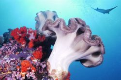 Komodo Island, Manta Alley, Titan D100, 17-35mm zoom with... by Carl Gennaro 